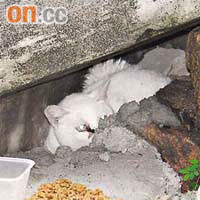 小白貓被困石堆中，驚慌失措。