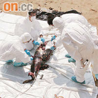 漁護署專家即場剖驗江豚屍體。