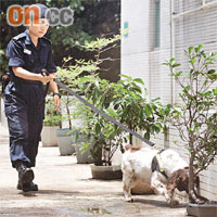懲教署警衞犬隊唯一女領犬員，帶領史賓格跳犬示範找出手機。