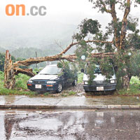 塘上村兩輛汽車被斷樹壓住。