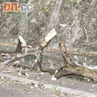 現場路邊遺下不少折斷樹枝。