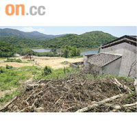 大量枯萎的樹木支幹散滿一地，有環保團體形容是大災難。