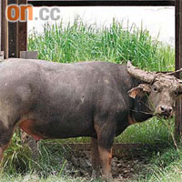 新水牛在上月二十九日「搬進」米埔，正等候公眾為牠起個好名字。