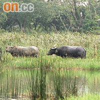 小米與新水牛相處融洽，經常一起吃草及散步。