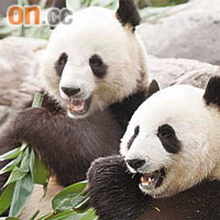 盈盈樂樂昨踏入四歲生日，海洋公園明年將嘗試協助一對大熊貓生育。