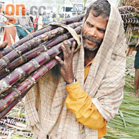 印度天災甘蔗失收，令糖價大升。 資料圖片