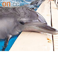 小海豚海琪○一年透過人工受孕方法出生。	海洋公園圖片