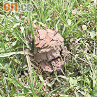 黑色菇屍遺在草地上，未被清理。