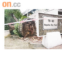 高達十五公尺的鳳凰木疑受颱風吹襲倒塌，壓毀隔鄰幼稚園的外牆。