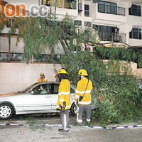 九龍塘有大樹樹幹塌下擊中房車。