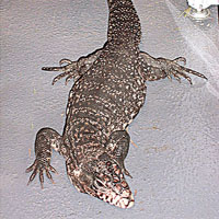 泰加蜥蜴及球蟒是近年熱門飼養的另類寵物。 受訪者提供