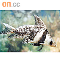 胭脂魚