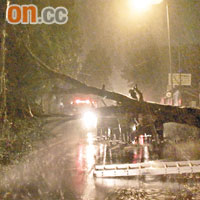 橫台山<br>大樹被強風吹倒，橫臥馬路上。