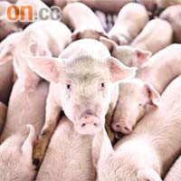 源於豬隻的豬流感隨時有變種危機。	資料圖片