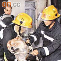 消防員救出受驚犬隻。