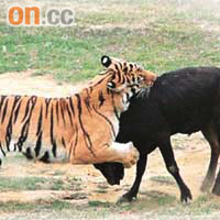 廣西桂林動物園前年亦曾推出「虎牛大戰」吸引遊客。