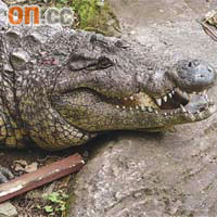 台北一家動物園的鱷魚被遊客胡亂投擲長棍及玻璃樽，身體受傷。