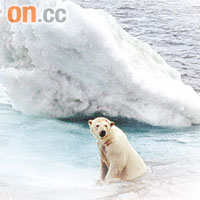 溫室效應令北極熊棲息區域愈來愈少。	