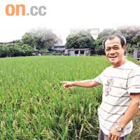 元朗農夫梁廣聯堅持種植稻米，今年更成功種出有機絲苗。	朱先儒攝