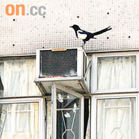 喜鵲飛到附近民居，欲抽取冷氣機槽的鐵枝，但不成功。