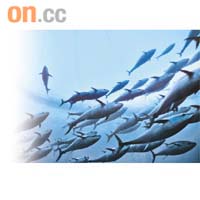 濫捕藍鰭吞拿魚情況愈趨嚴重，引起各地的環保組織極度關注。	資料圖片
