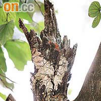 宮粉洋蹄甲有真菌入侵，樹皮表面呈白色。