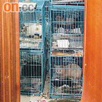 李月梅位於北角的單位，共飼養逾一百一十三隻動物。
