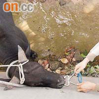 獸醫為小牛扣上鼻鉗。