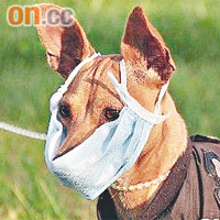 內地發現全球首宗狗隻感染人類豬流感，病毒恐變種傳人。