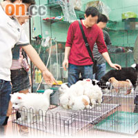 豬流感陰霾下，深圳的寵物店卻未有理會，依舊讓顧客用手觸摸狗隻。