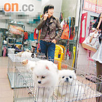 一名內地寵物店女職員表示，可安排專人運送狗隻至本港。