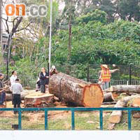 死 後<br>康文署人員昨日把「大埔一號」木棉樹砍掉「分屍」。