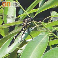 凶猛春蜓首次出現在沙螺洞，屬稀有蜻蜓，曾出現在福建、廣東及廣西等地。