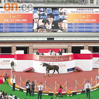 香港國際馬匹拍賣會深受馬主歡迎。