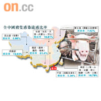 全中國豬隻感染流感比率
