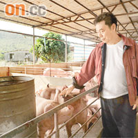 羅鐵祥指，農場內豬隻每日沖涼，保持清潔衞生，減少染病危機。