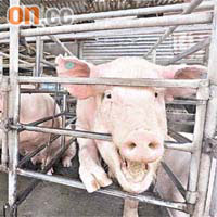 繼上周四首次證實本地農場豬帶毒後，內地供港活豬昨亦證實中招。	資料圖片