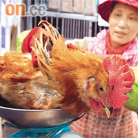 食衞局拒絕在冬至前增加輸入活雞，雞價料將攀升。