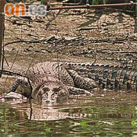 ○三年在元朗南生圍發現的小灣鱷「貝貝」，疑是遭人棄養。 資料圖片