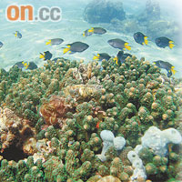 最新珊瑚普查顯示，本港珊瑚生長健康穩定且品種多樣化。