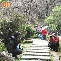 陽明山為台灣著名旅遊區，全年皆有遊人前往。	資料圖片 