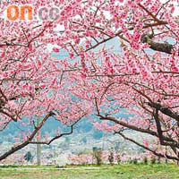 冬天的日本桃樹群別有另一種形態。