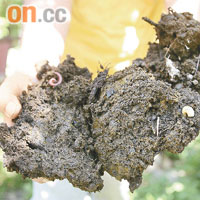 　「沼渣」和「沼液」可作有機肥料耕種。