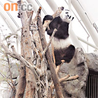 樂樂昨仍表現活躍，更在遊客前表演爬樹大顯身手。