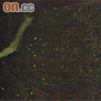 郊野入黑後，螢火蟲發出點點光芒。	香港昆蟲學會圖片