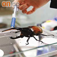 甲蟲店負責人施先生將原子筆放在甲蟲前，甲蟲即施以長鉗攻擊。