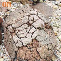 石英二長岩受海水侵蝕及冷縮熱脹，構成石上有如菠蘿包的裂紋。