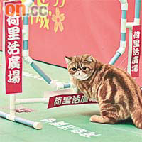 貓兒在競技比賽中需爬梯、跨欄及爬隧道。