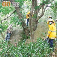 自縊男子掛屍樹上，消防員將他解下。