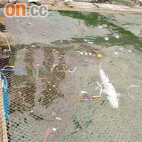 長沙灣有魚排被油污污染。